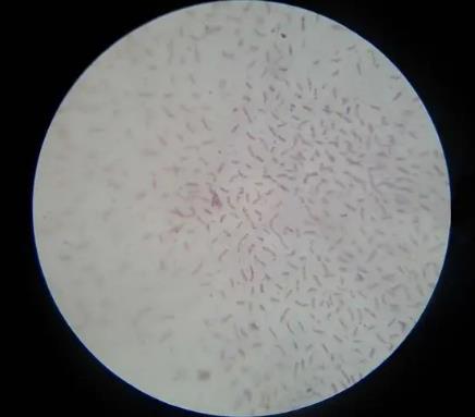 ​沼泽红假单胞菌是光合细菌吗？应用于哪些领域