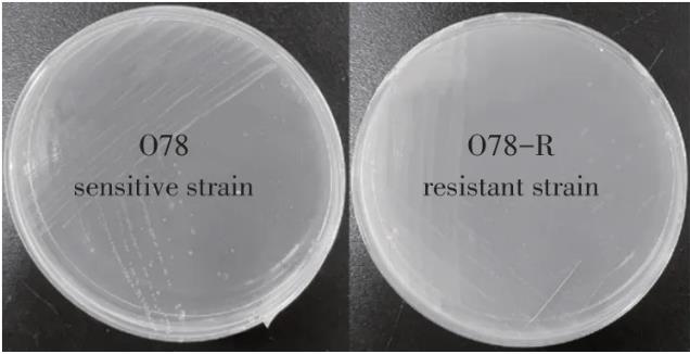 大肠杆菌噬菌体Bp4抗性菌株与其敏感菌株培养特性及耐药性检测（一）