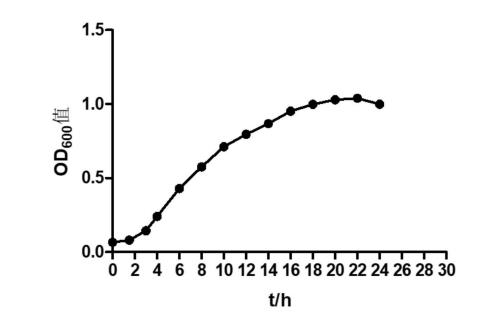 ​大肠杆菌生长曲线的测定、来源OMVs的分离纯化