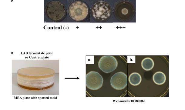 微生物生长曲线监测系统：12种LAB发酵物对霉菌生长的抑制作用