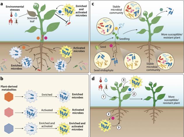 植物如何产生抗菌分子来调控细菌的生长和行为