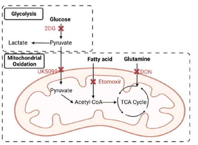 肠道微生物代谢物丁酸盐可维持肠道内稳态和调节肠道炎症