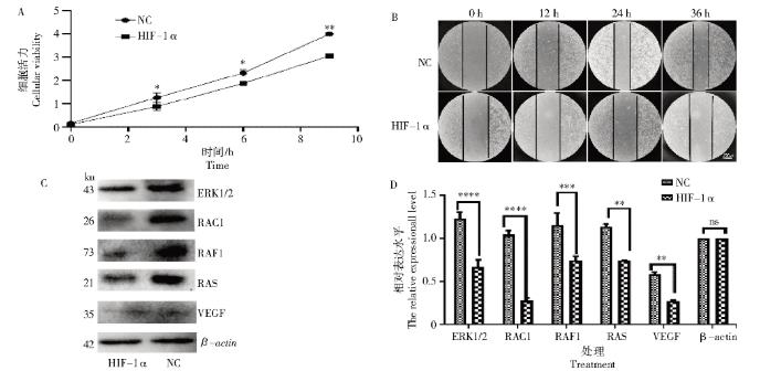 HIF-1α纳米抗体对黑素瘤细胞增殖与生长（结果与分析、结论）
