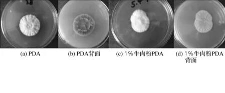 无性型虫草菌株qsun-1发酵培养基组成成分优化及生长影响因素