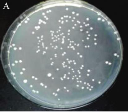 生防菌株不同生长阶段时发酵液色素与OD650 nm的变化