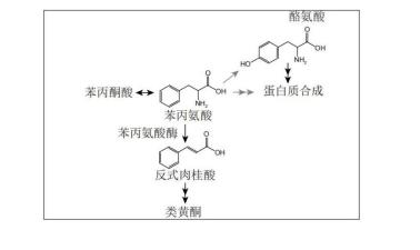 实时监测蓝藻细胞内用于外源生物合成的苯丙氨酸相对含量的方法