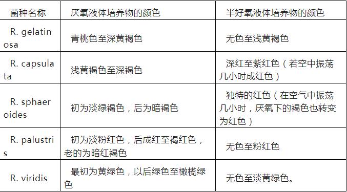 光合细菌怎么培养？光合细菌的培养条件与生产工艺、颜色变化