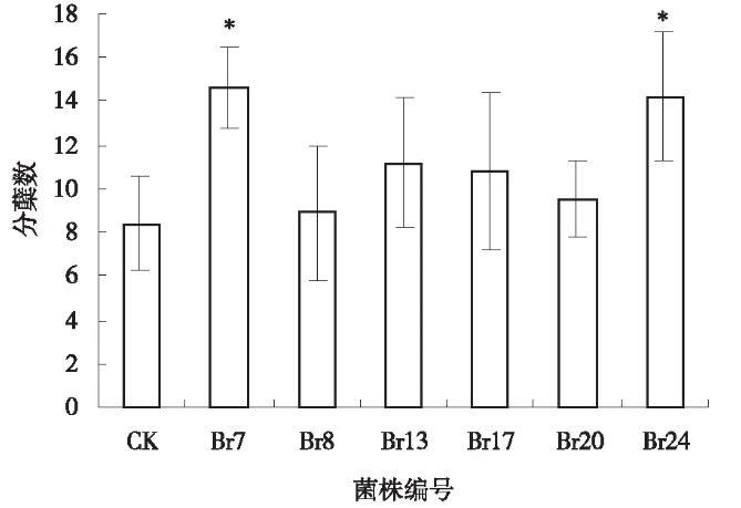 根际溶磷菌对牧草品种扁穗雀麦生长促进作用的机理——材料和方法、结果与分析