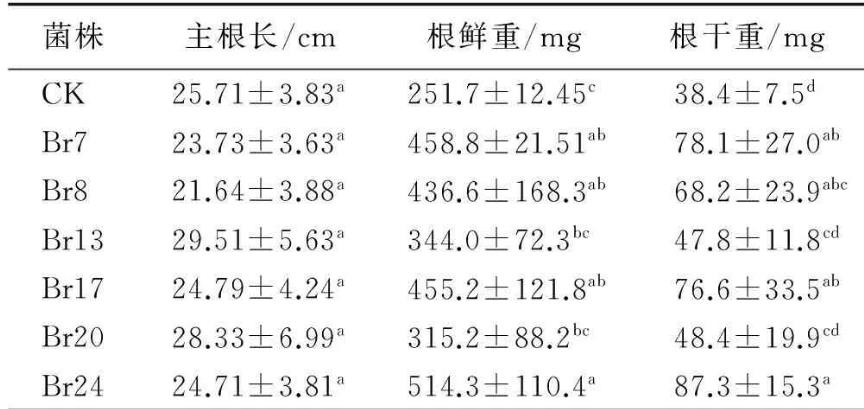 根际溶磷菌对牧草品种扁穗雀麦生长促进作用的机理——讨论、结论