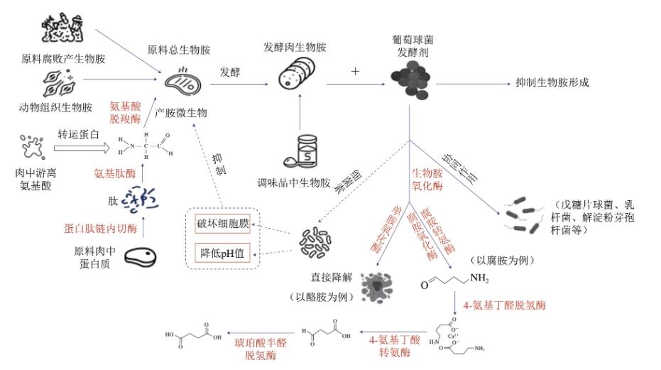 综述葡萄球菌降低发酵肉中生物胺含量的三种机制（二）