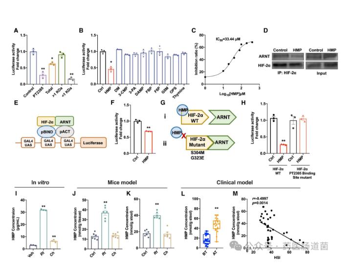 微生物代谢物抑制 HIF-2α-神经酰胺途径，减轻饮食诱导的肝脂肪变性