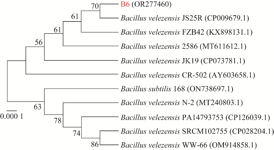 贝莱斯芽孢杆菌B.velezensis B6生长曲线、驱油功能特性评价（一）