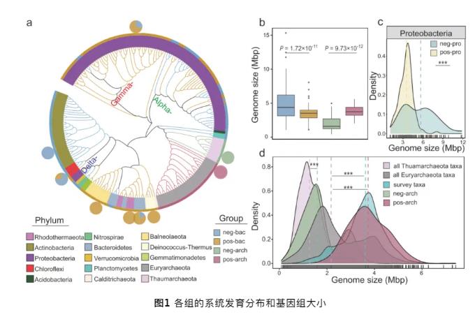 盐碱地中微生物（细菌和古细菌）对盐度的响应模式与进化策略