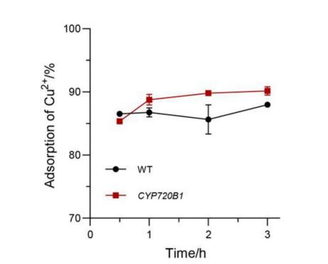 CYP720B1基因突变型莱茵衣藻提高铜离子耐受性及吸附效率