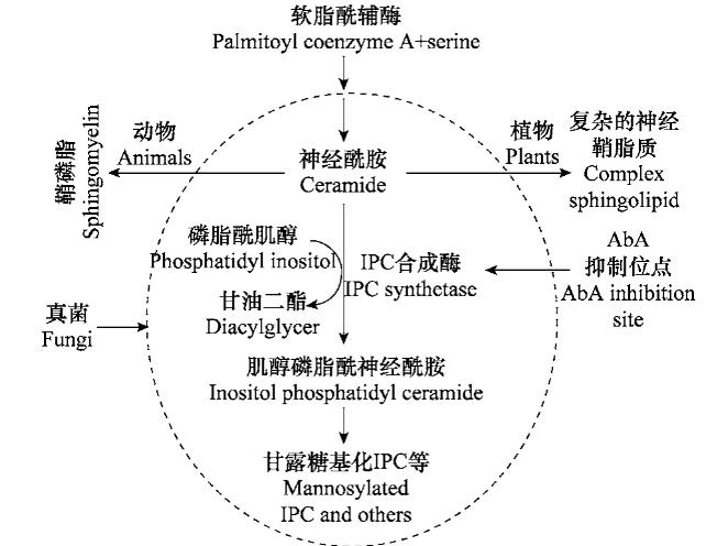 短梗霉素A对植物病原真菌灰葡萄孢菌AUR 1基因的抑制生长机理（一）