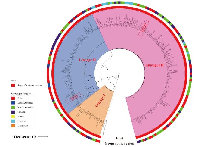 ​4株金黄色葡萄球菌噬菌体形态、生物学特性、生长曲线及基因组特征（三）