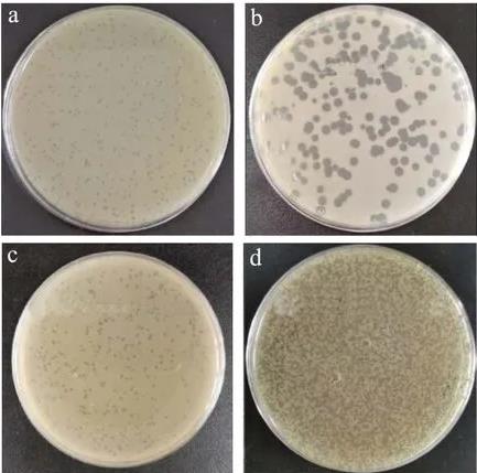 ​4株金黄色葡萄球菌噬菌体形态、生物学特性、生长曲线及基因组特征（一）