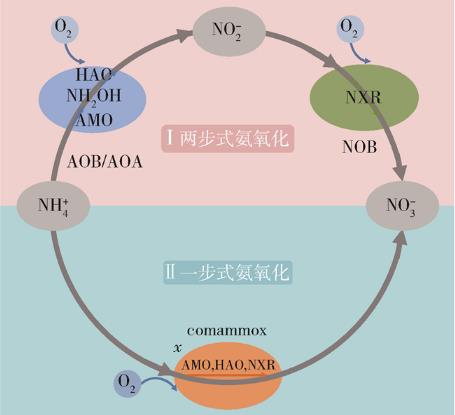 Comammox全程氨氧化微生物的发现和确认（一）