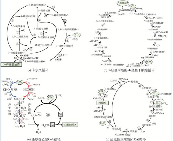 Comammox全程氨氧化菌的生理、代谢特性、在自然环境中分布与影响（二）