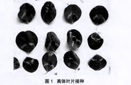 不同温度和pH对白三叶草链格孢菌菌落生长的影响【实验结果】