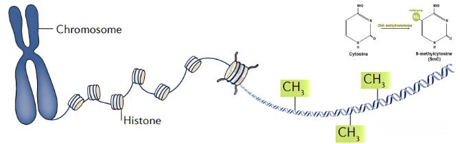 DNA甲基化是什么意思？DNA甲基化转移酶与生长抑制（二）