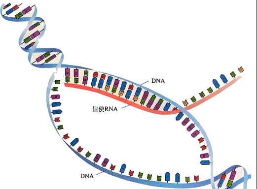 DNA甲基化是什么意思？DNA甲基化转移酶与生长抑制（一）