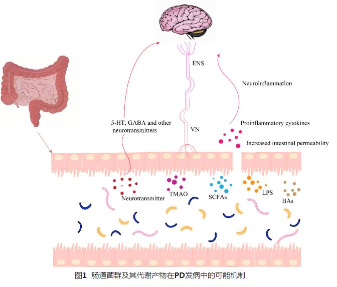 肠道菌群在帕金森病中的可能发病机制、防治现状（二）