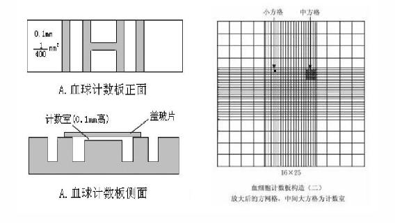 显微镜直接计数法应用于原料乳细菌总数计算