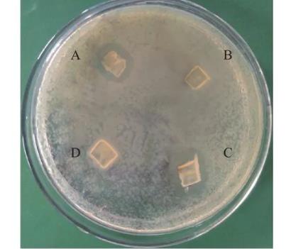 豨莶草果实内生细菌分离、鉴定、生长特性、抑菌效果及药敏分析（二）