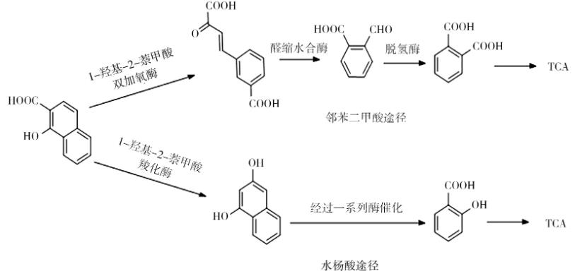 综述微生物修复菲污染中降解菌的菌属、降解机理、分子机制、影响因素（二）