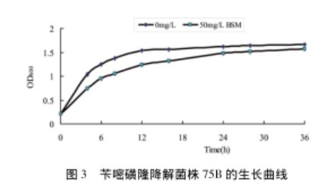 苄嘧磺隆降解菌株75B的生长曲线、生长及降解（一）