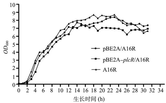 PlcR在炭疽芽胞杆菌A16R中对其生长状态、溶血酶活性及神经磷脂酶活性影响（二）