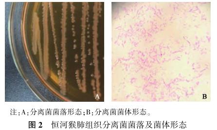 恒河猴肺中阴沟肠杆菌的分离鉴定及药物敏感性试验——结果、讨论