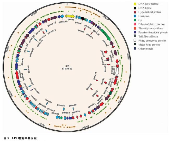 产单核细胞李氏杆菌噬菌体分离、超离、宿主谱鉴定及生长曲线绘制（三）