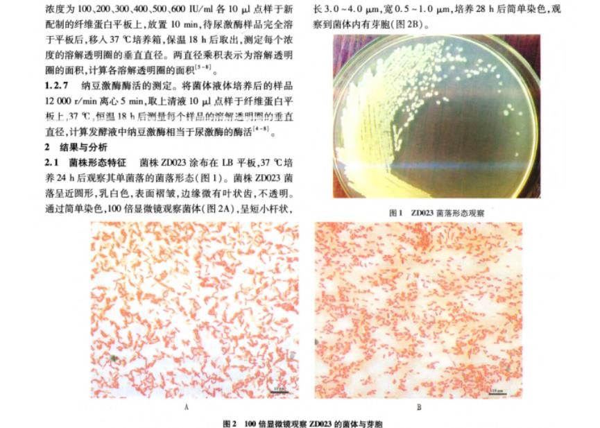 纳豆芽胞杆菌生理生化鉴定、生长曲线及产纳豆激酶的酶活力