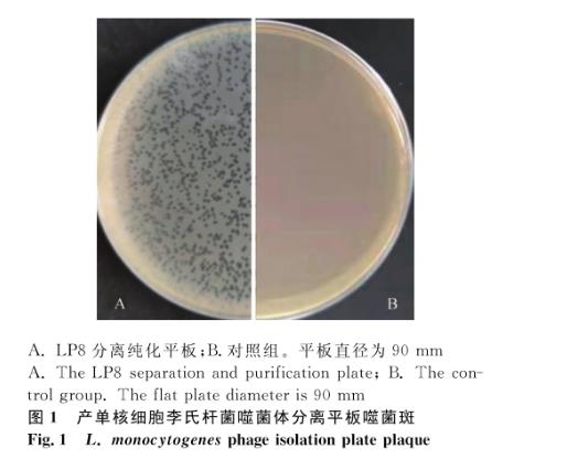 产单核细胞李氏杆菌噬菌体分离、超离、宿主谱鉴定及生长曲线绘制（一）