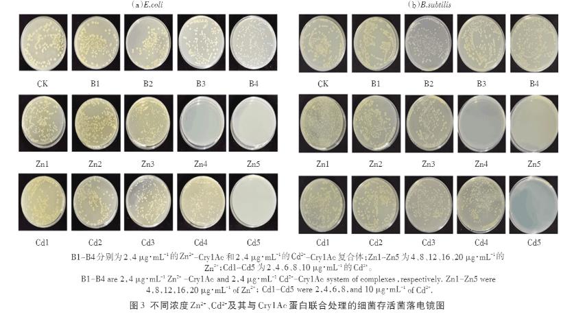 Zn2+、Cd2+、Cry1Ac蛋白单独及联合暴露对大肠杆菌和枯草芽孢杆菌的毒性作用（二）