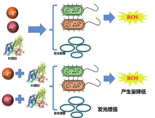 Zn2+、Cd2+、Cry1Ac蛋白单独及联合暴露对大肠杆菌和枯草芽孢杆菌的毒性作用（一）