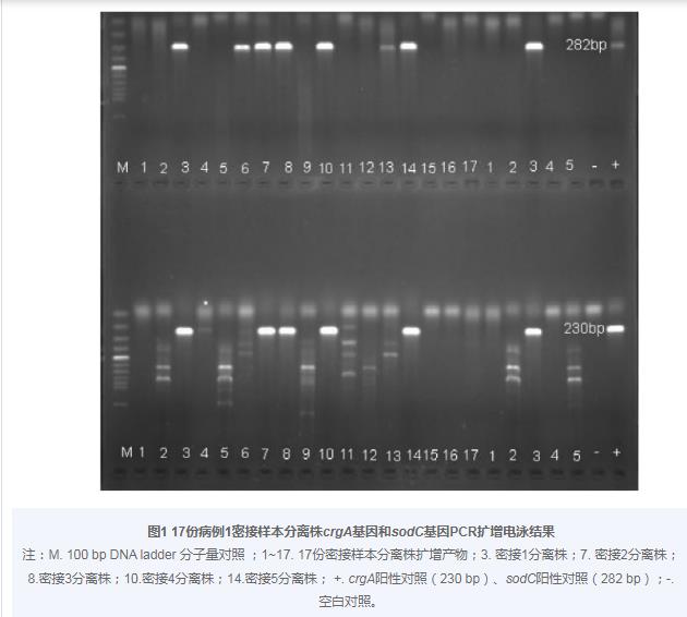 Y群脑膜炎奈瑟菌对13种抗菌药物敏感性试验——摘要、材料与方法