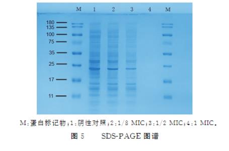 不同浓度巴西苏木素对耐碳青霉烯类鲍曼不动杆菌生长及抑制作用（三）